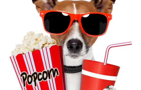 Picture dog, glasses, drink, popcorn