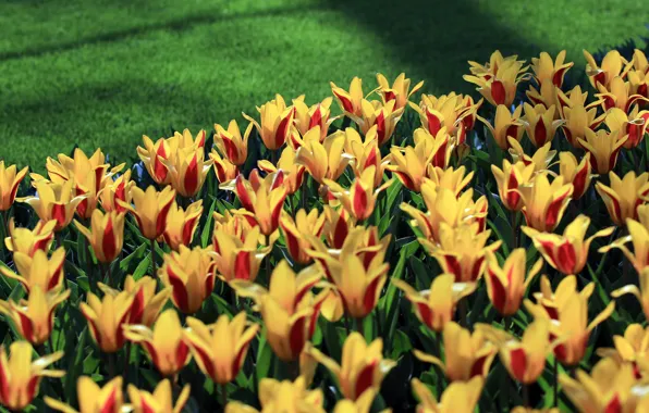 Picture grass, light, flowers, yellow, lawn, glade, spring, garden