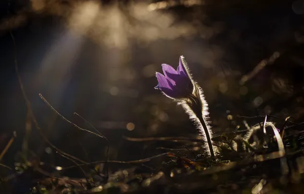 Flower, light, the dark background, lilac, glade, bokeh, cross