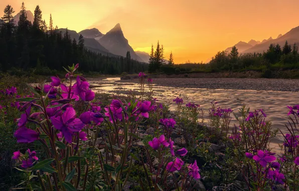 Forest, summer, the sky, landscape, sunset, flowers, mountains, nature