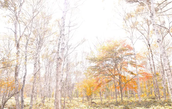 Autumn, forest, nature