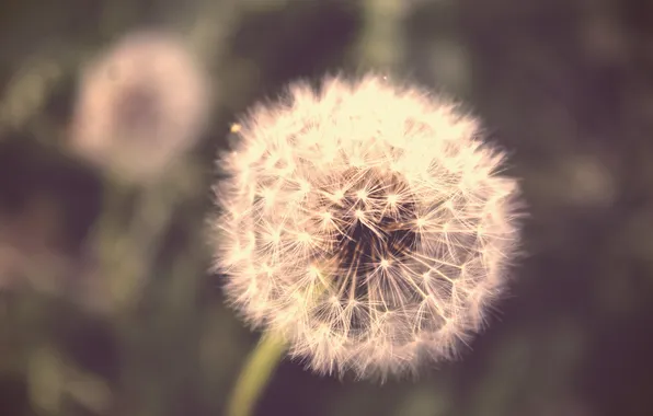 Dandelion, fuzzes, bokeh