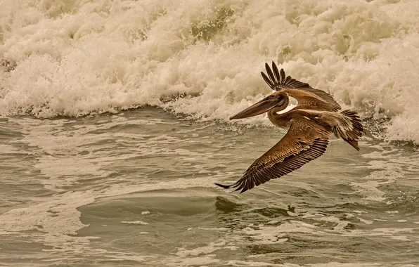 Picture sea, flight, bird, Pelican