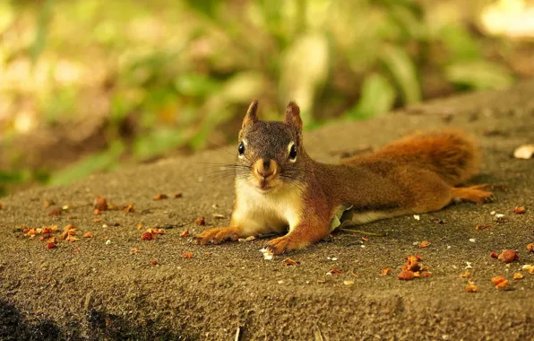 Look, nature, pose, background, paws, protein, muzzle, lies