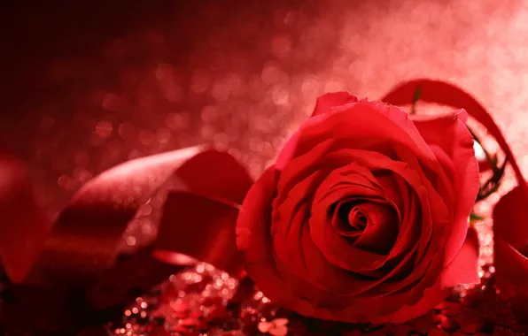 Picture love, flowers, roses, petals, valentine's day