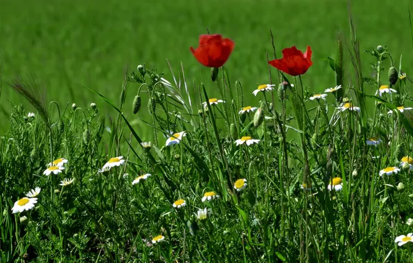 Greens, grass, flowers, Maki, chamomile