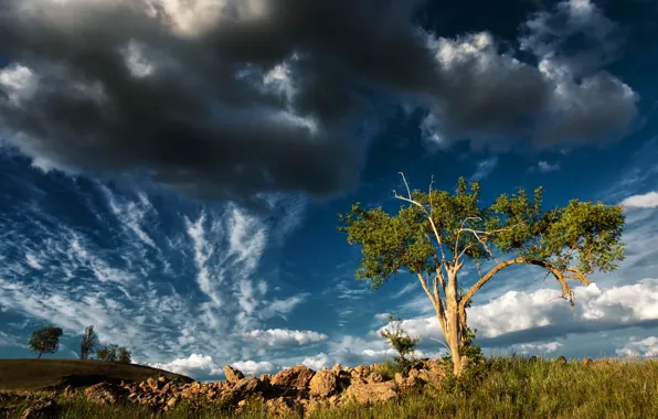 Field, the sky, clouds, light, blue, stones, tree, slope