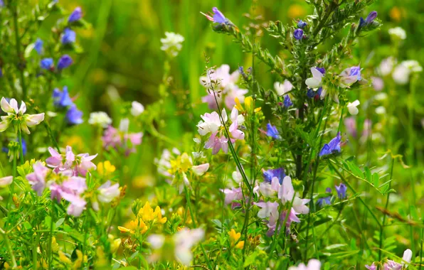 Picture flower, meadow, bloomind