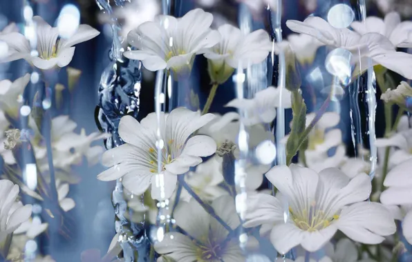 Picture Water, Flowers, Water, Cerastium, White Flowers, White flowers