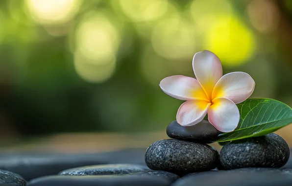 Flower, summer, flowers, pebbles, stones, leaf, bokeh, plumeria
