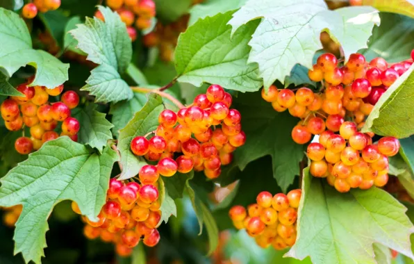 Berries, Bush, Kalina