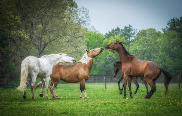 Summer, grass, trees, glade, horses, horse, pony, company