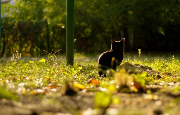 Nature, Cat, Green, Cats, Cat, Cats, Green, The rays of the sun