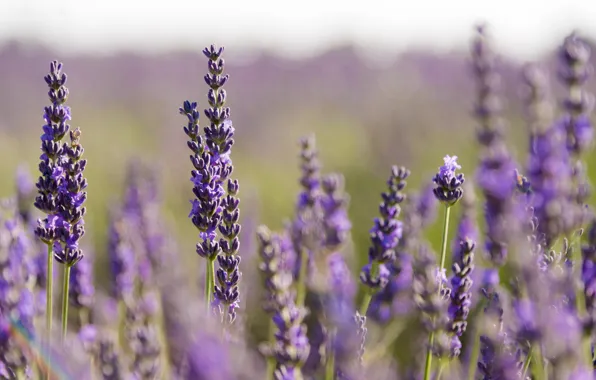 Picture stems, bokeh, lavender, lavender field