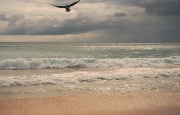 Sea, beach, the sky, Seagull, surf