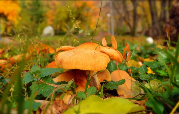Autumn, Mushrooms, Nature, Fall, Foliage, Autumn, Leaves, Mushrooms