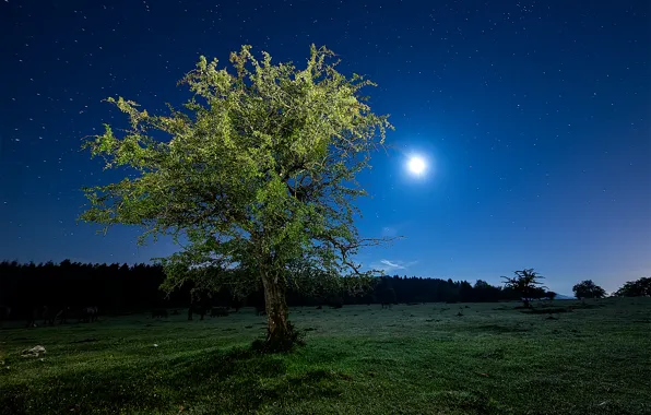 Field, the sky, grass, stars, light, night, tree, The moon