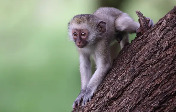 Look, pose, tree, legs, monkey, face, cub, monkey