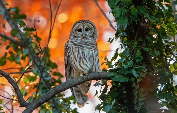 Autumn, branches, owl, bird, foliage, owl