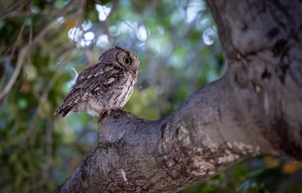 Look, nature, tree, owl, bird, trunk, bitches, bokeh