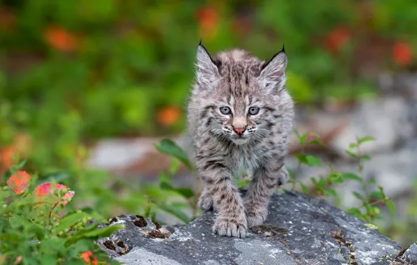 Picture look, stones, baby, walk, lynx, a small lynx