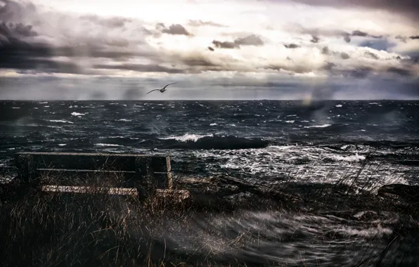 Sea, bird, bench