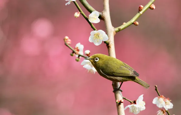 Flowers, branches, nature, pose, bird, spring, bird, pink background