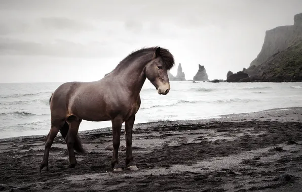 Picture sea, nature, horse