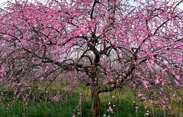Picture nature, tree, Sakura, flowering