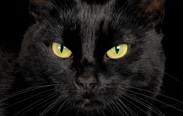Eyes, look, black cat