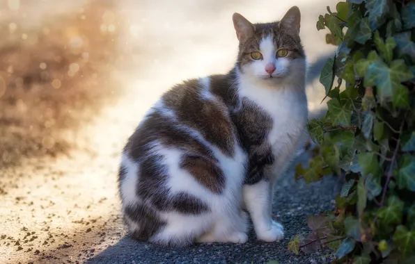 Cat, cat, look, leaves, light, nature, pose, face