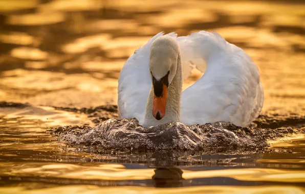 Wave, white, water, bird, Swan, pond, swimming, golden background