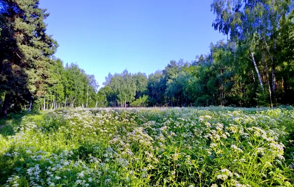 Picture greens, forest, summer, glade, summer, Russia, nature