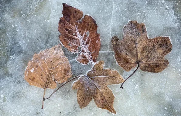 Cold, winter, leaves, ice