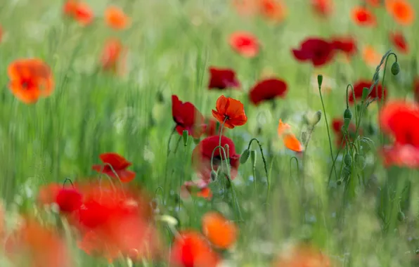 Picture field, summer, grass, flowers, red, glade, Mac, Maki
