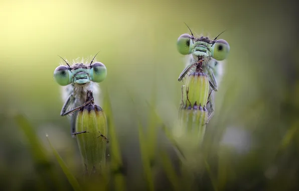 Grass, look, macro, insects, dragonfly, a couple, bokeh, dragonflies