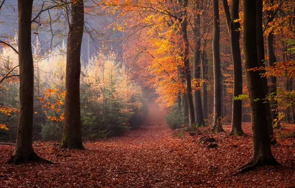 Autumn, forest, trees, Netherlands, fallen leaves