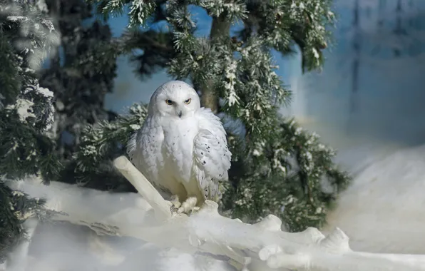 Picture snow, branches, pine, snowy owl, wildlife