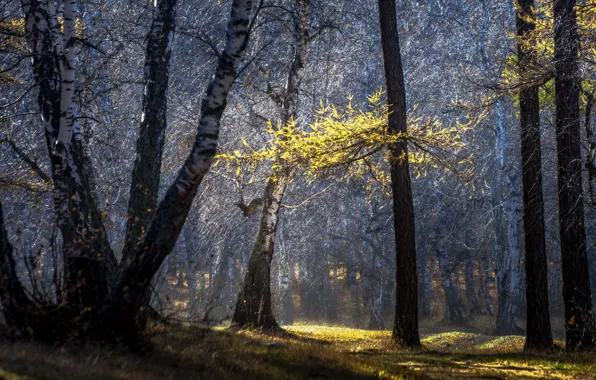 Picture forest, light, branches, nature, pine