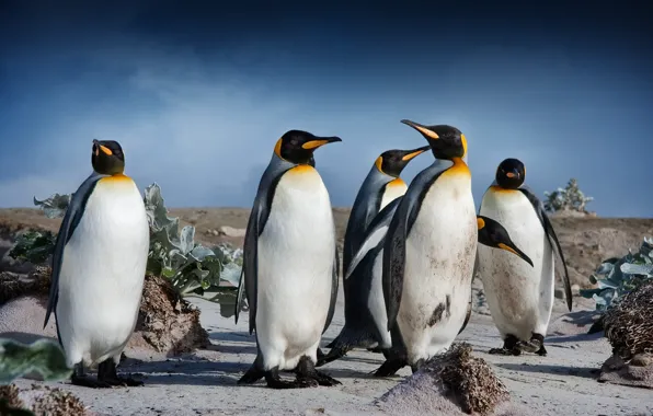 The sky, clouds, birds, vegetation, pack, penguins