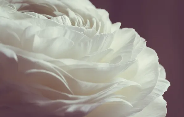 Rose, petals, white