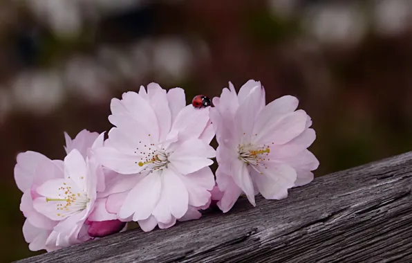 Flowers, ladybug, Sakura