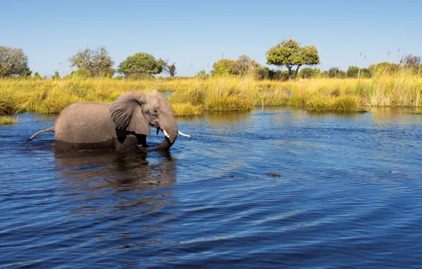 The sun, trees, river, elephant, reed, in the water