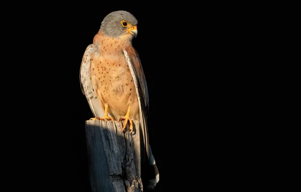 Bird, the dark background, column, lesser Kestrel