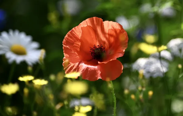 Summer, light, flowers, Mac, Maki, chamomile, meadow, red