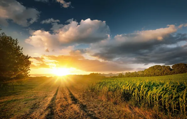 Field, summer, morning