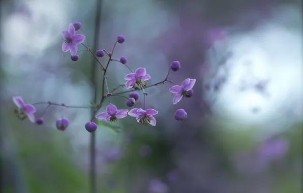 Flowers, glare, branch, buds, lilac