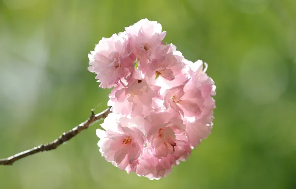 Light, flowers, background, branch, spring, pink, flowering, almonds