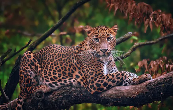 Picture look, face, trees, branches, leopard, lies, wild cat