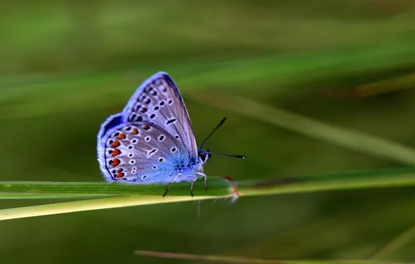 Microsemi, wings, Butterfly, stem, insect, beautiful, a blade of grass, closeup